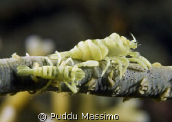 nikon d2x,60mm macro by Puddu Massimo 